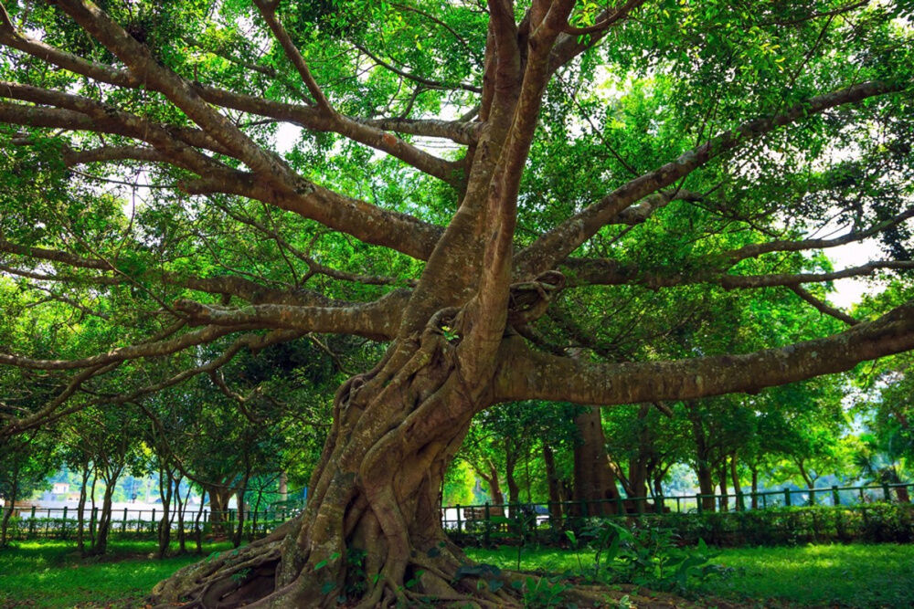 Witness nature’s ballet on Vietnam Tours